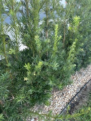 Podocarpus macrophyllus maki