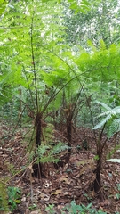 Alsophila latebrosa
