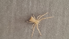 Sidymella trapezia