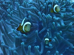 Amphiprion ocellaris