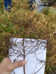 Caryophyllaceae