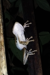 Polypedates leucomystax