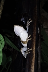 Polypedates leucomystax