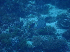 Chaetodontoplus mesoleucus