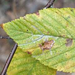 Caloptilia ostryaeella