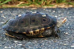 Malaclemys terrapin terrapin
