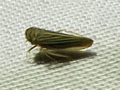 Agalliina