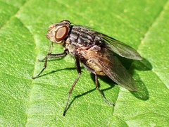 Calliphorinae