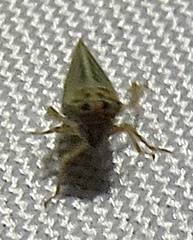 Agalliina