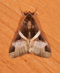 Melipotis fasciolaris