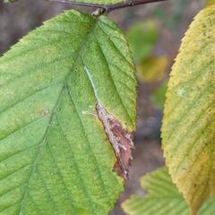 Caloptilia ostryaeella