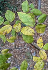 Caloptilia ostryaeella
