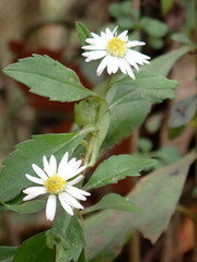 Symphyotrichum simmondsii