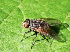Calliphorinae