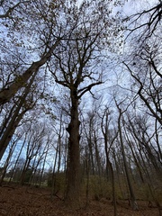 Liriodendron tulipifera