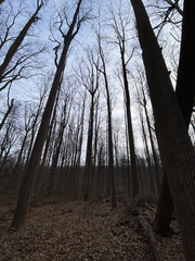 Liriodendron tulipifera