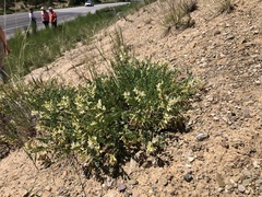 Astragalus beckwithii