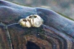 Amphibalanus improvisus