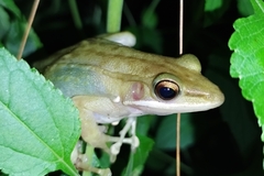 Chalcorana chalconota