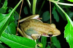 Chalcorana chalconota