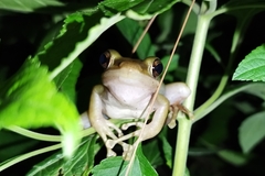 Chalcorana chalconota