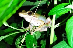 Chalcorana chalconota