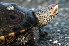 Malaclemys terrapin terrapin