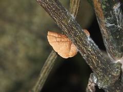 Marasmius tenuissimus