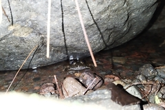 Limnonectes kuhlii