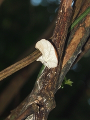 Marasmius tenuissimus