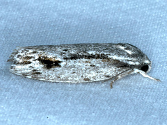 Agriophara confertella