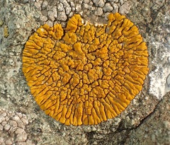 Polycauliona brattiae