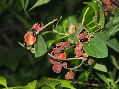Rhynchosia volubilis