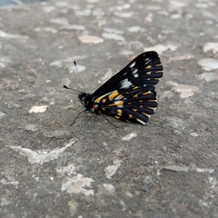 Catasticta teutila