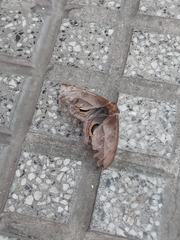 Automeris naranja