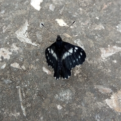 Catasticta teutila