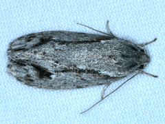 Agriophara confertella