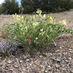 Astragalus oophorus