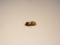 Argyrogramma verruca