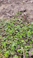Acaena microphylla pauciglochidiata