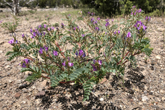 Astragalus lentiginosus araneosus