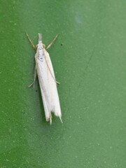Crambus pascuella