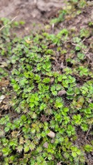 Acaena microphylla pauciglochidiata