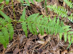 Pteridium aquilinum pseudocaudatum