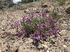 Astragalus calycosus
