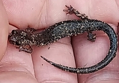 Plethodon richmondi