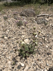 Chaenactis douglasii