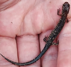 Plethodon richmondi
