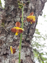 Eulophia streptopetala