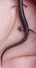 Plethodon richmondi